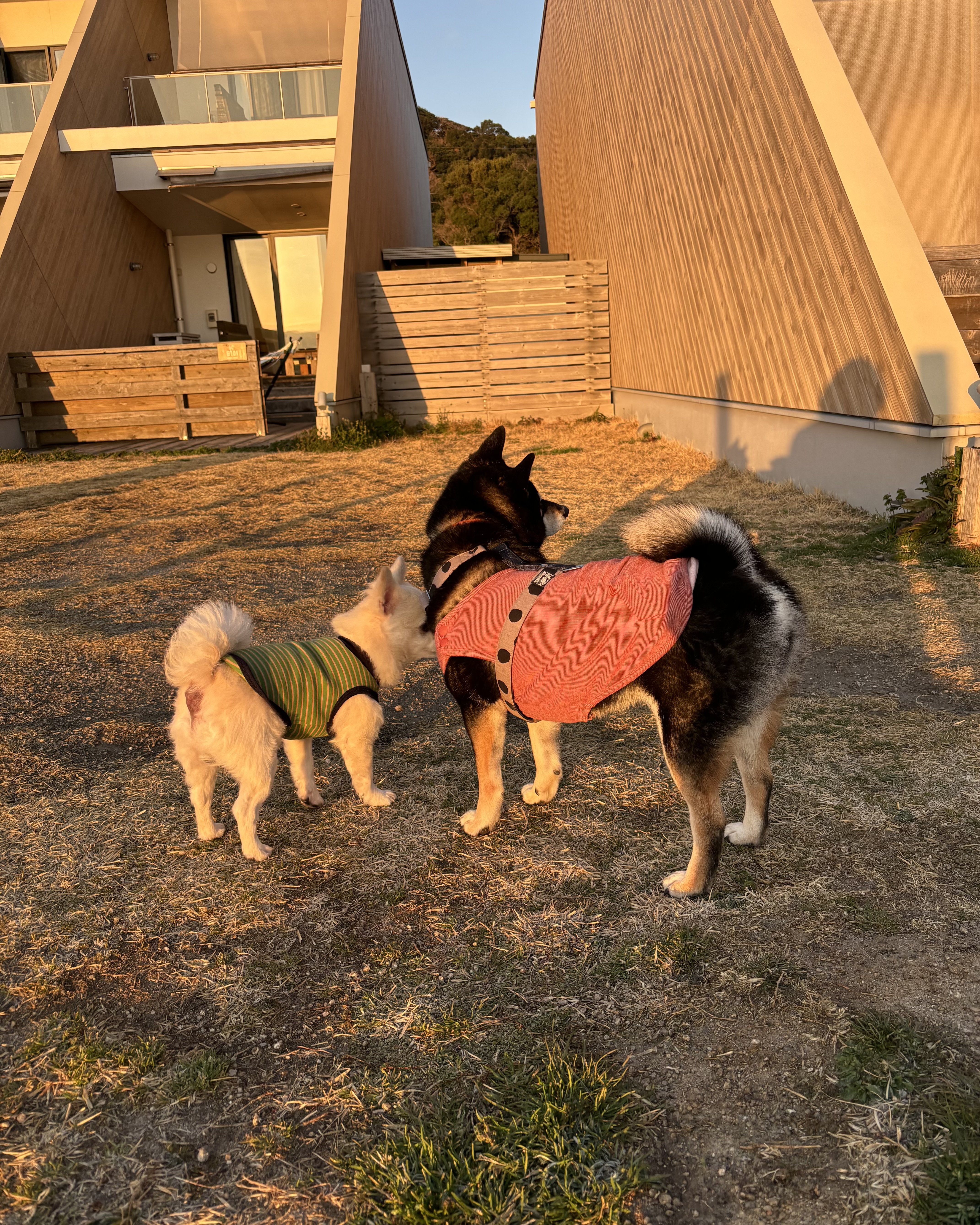 IMG_4952.jpeg