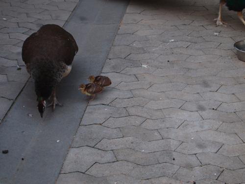 ストラスブール動物園P7011632.jpg