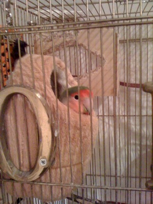 201003091.jpg