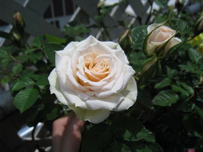 IMG_1811_R.JPG