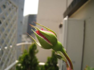 IMG_1815_R.JPG