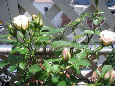 IMG_1817_R.JPG