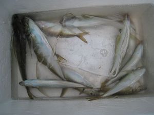 IMG_1911_R.JPG