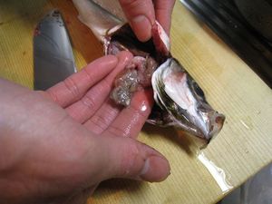 IMG_1922_R.JPG