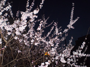 sakura.JPGのサムネール画像