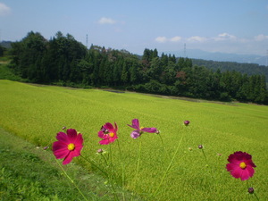 kosumosu.JPG