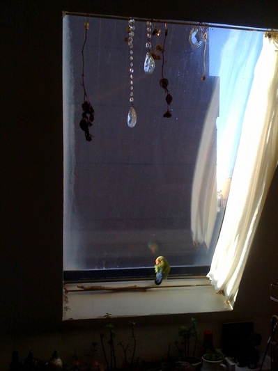 ume20100123.jpg