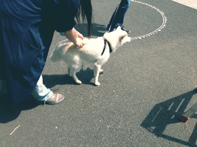 inu-nekoIMG_0255.jpg