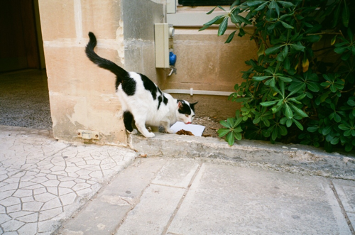 malta.catIMG_0036.png