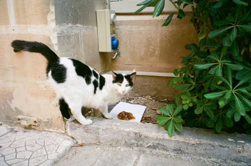 malta.catIMG_0047.png