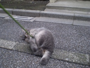 neko2.jpg