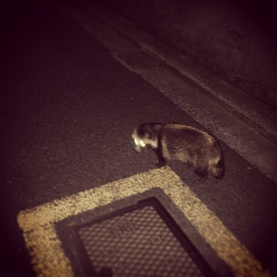 tanukiIMG_3003.jpg